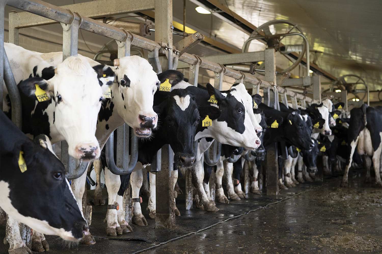 dairy cows in headstalls